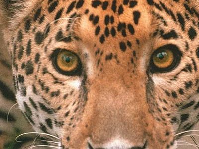 jaguar-prowl-main-631.jpg