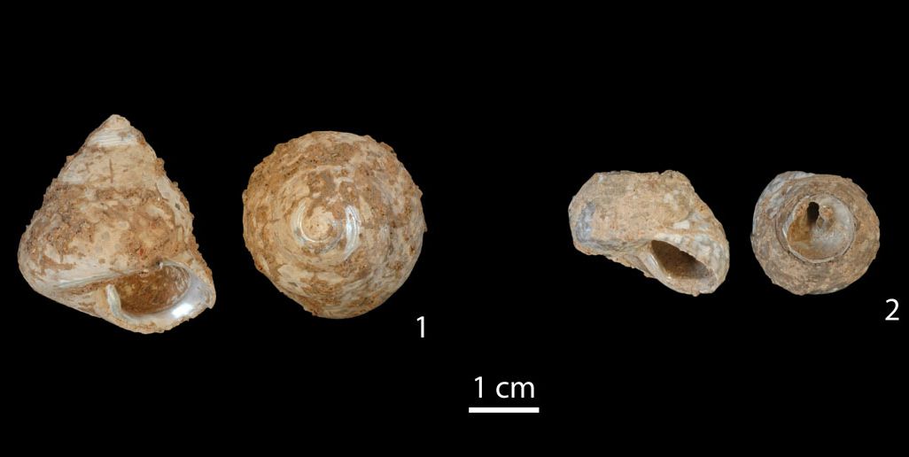 shells