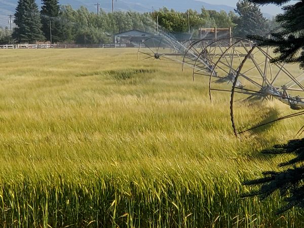 Watering the Grain thumbnail