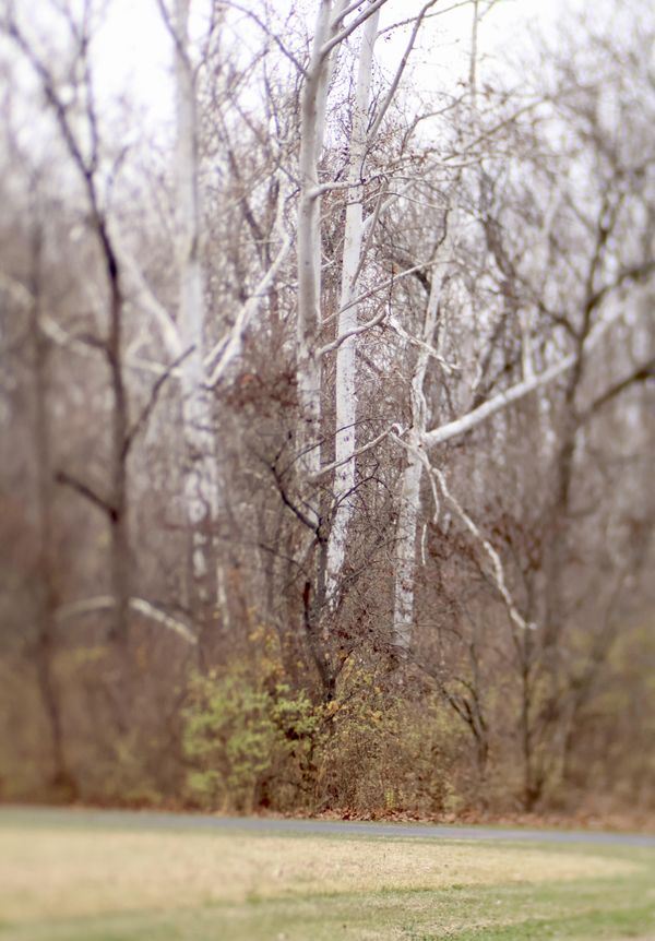 tree shapes thumbnail