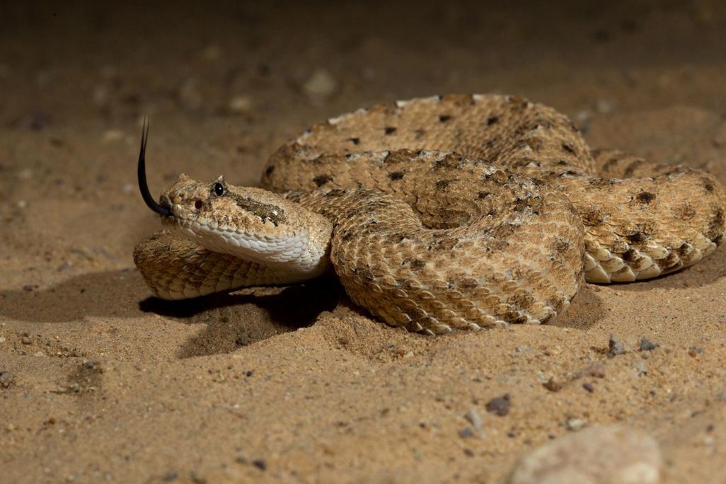 A sidewinder snake lays coiled up in the sand 