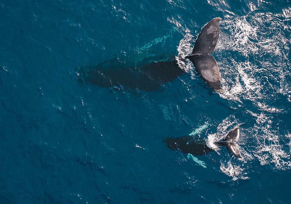 Good news is out there – if you look for it. For instance, just this month scientists announced that we are on our way to recovering oceans by 2050.