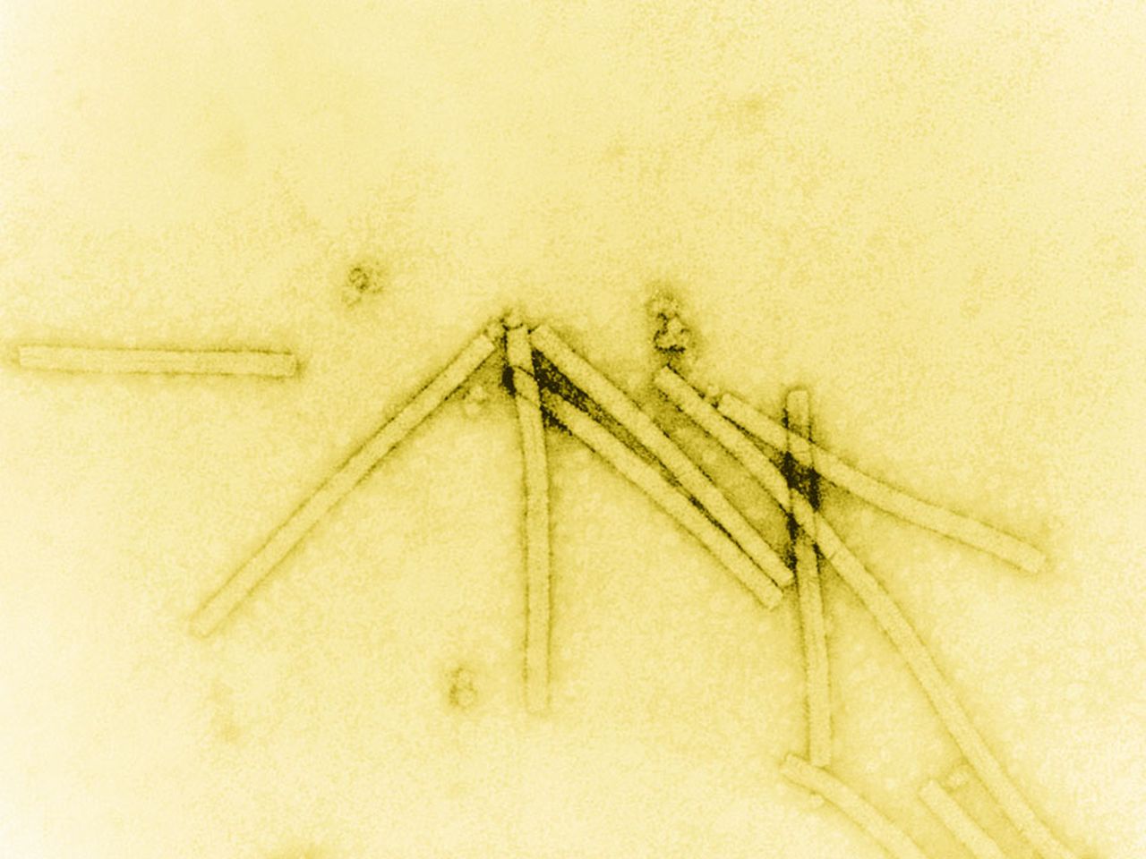 how does tobacco mosaic virus spread How a Few Sick Tobacco Plants Led Scientists to Unravel the Truth About  Viruses