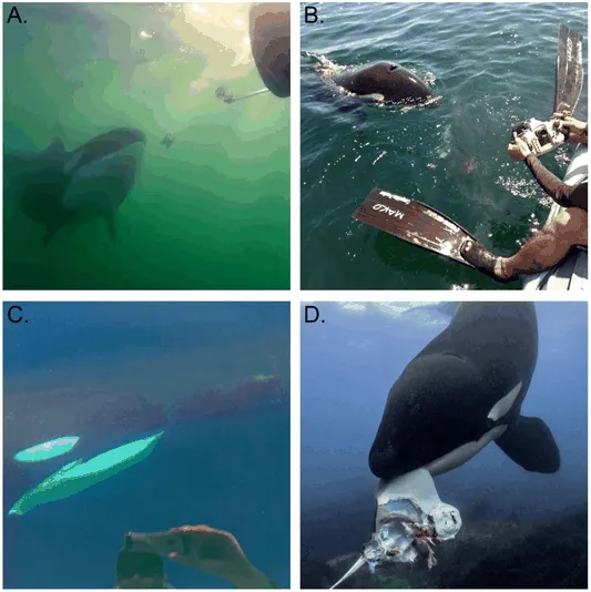 Four photos of orcas bringing gifts to humans