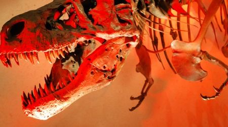 Were the arms of Tyrannosaurus adapted for catching and inspecting fish? No way.