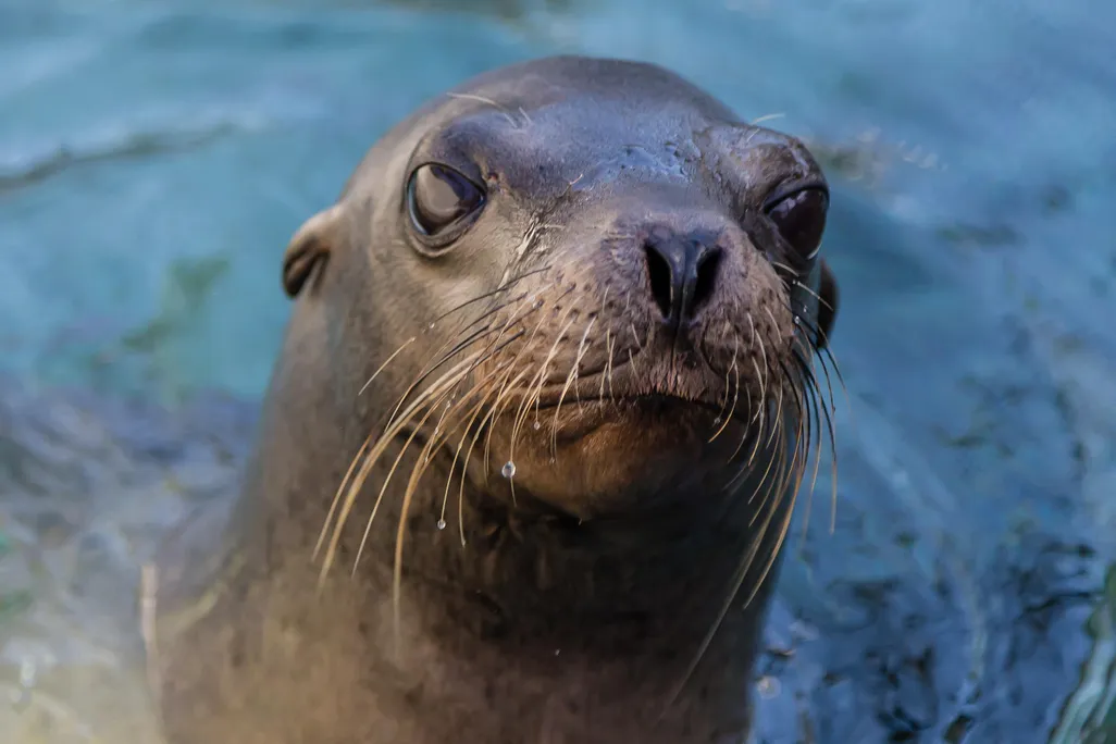 Sea Lion