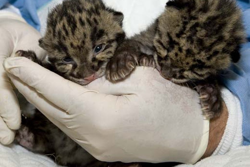 clouded-leopard-cubs-4.jpg