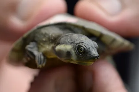 A Magdalena River turtle hatchling