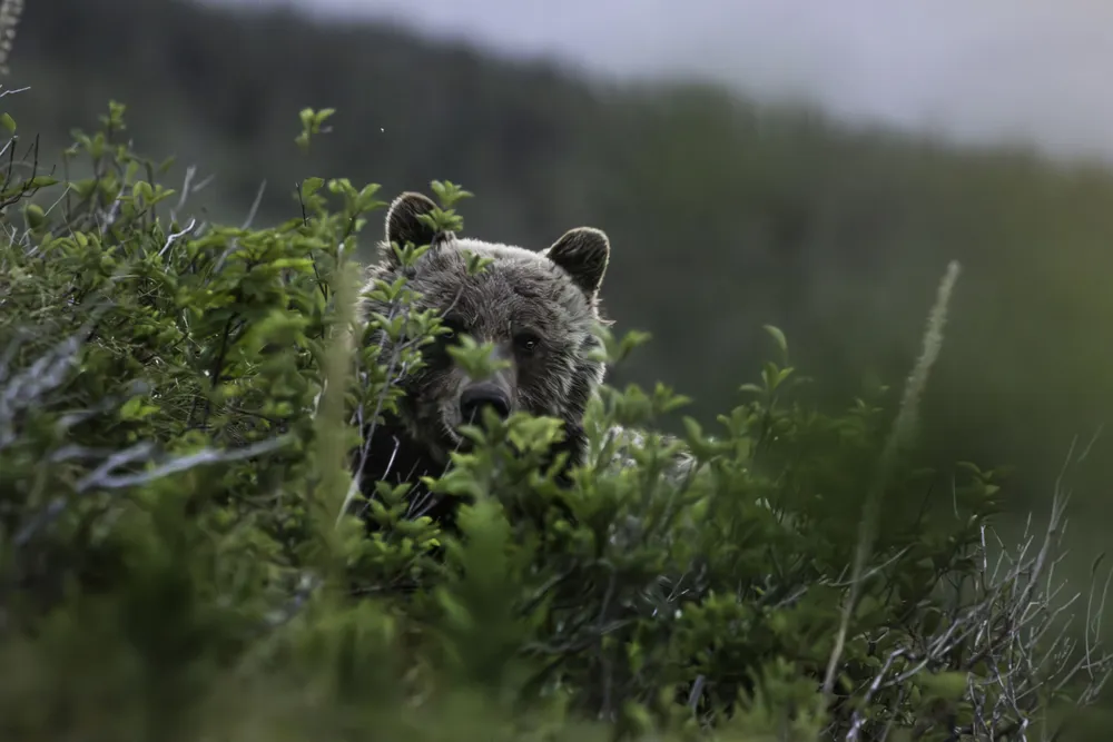 As avid hikers, we often find ourselves seeking adventure and connection with nature. But here's the incredible twist! I wasn't alone in this mesmerizing moment. Right beside me was another intrepid hiker, who was equally awestruck by the bear's presence. We exchanged glances that spoke volumes - a mix of astonishment, excitement, and a dash of anxiety. As we continued our hike together, we began chatting about our outdoor experiences, adventures, and even our lives beyond the trails. Our shared grizzly encounter became a story we retold to fellow hikers we met along the way, spreading both caution and awe in equal measure. 

Our newfound connection is a testament to the magic of nature, how it brings like-minded people together, even in the most unexpected circumstances. So grateful for this encounter that introduced me to a fantastic new friend who understands the thrill of exploring the great outdoors!