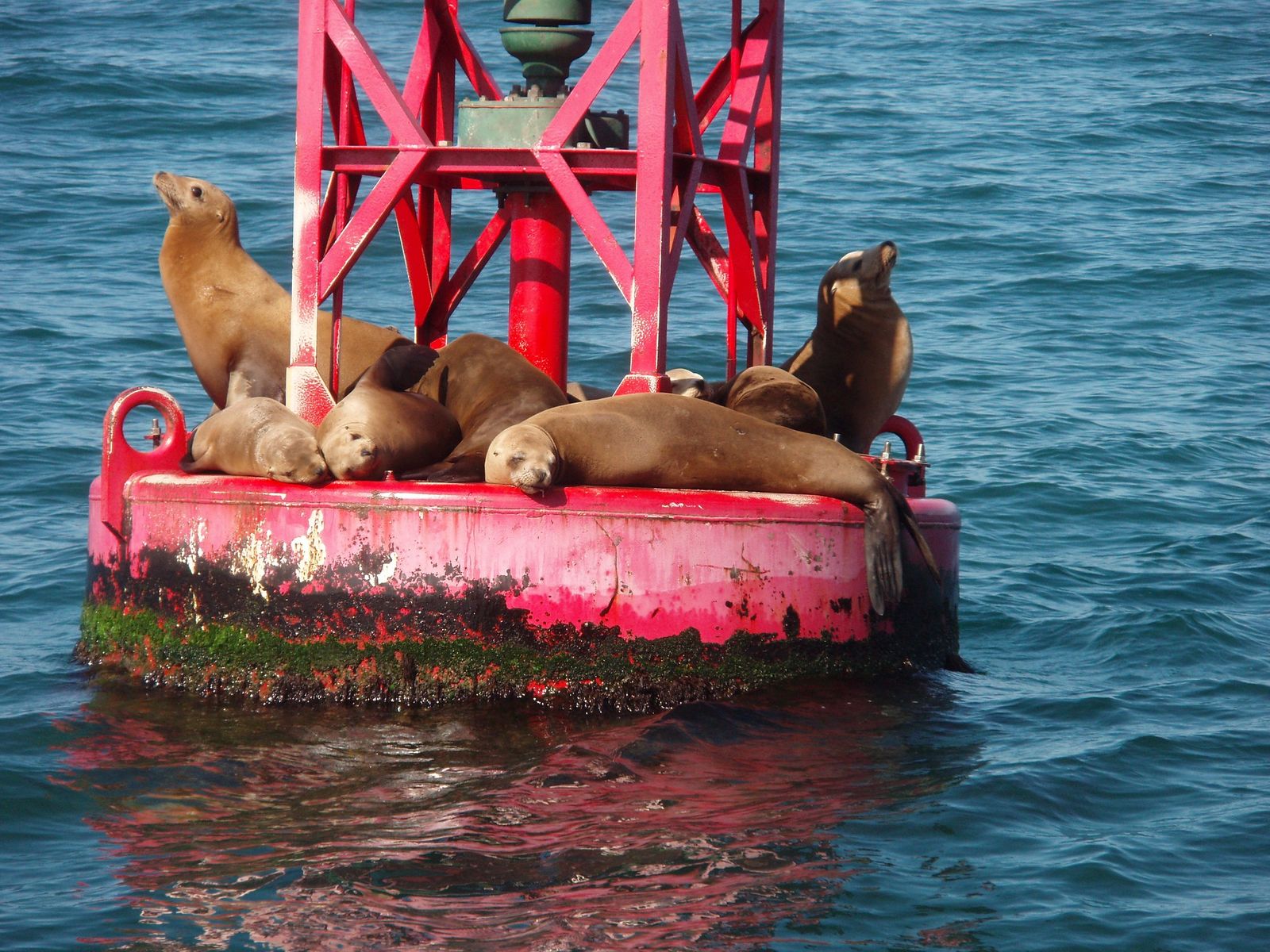 Famous San Francisco sea lions leave in droves