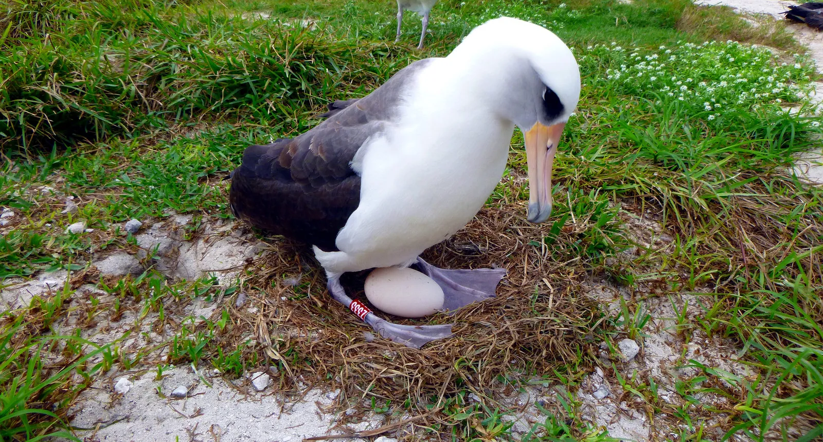 Wisdom the Oldest Known Albatross Is Having Another Baby