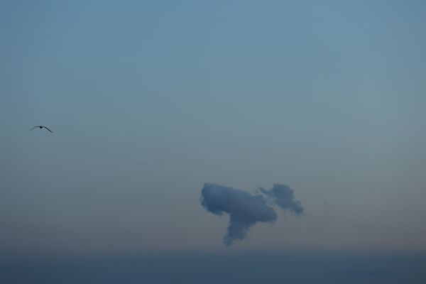 Misty dusk, lonely clouds and seagulls thumbnail