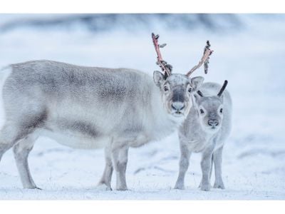 The World’s Smallest Reindeer Get Their Day in the Sun image