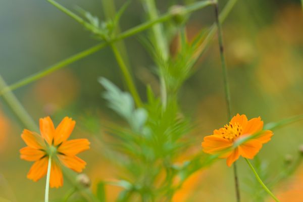 Floral Composition In Green And Orange thumbnail