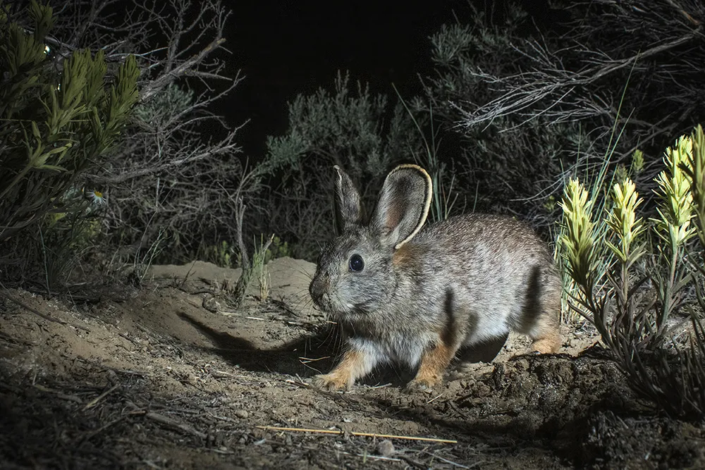 Pygmy rabbit