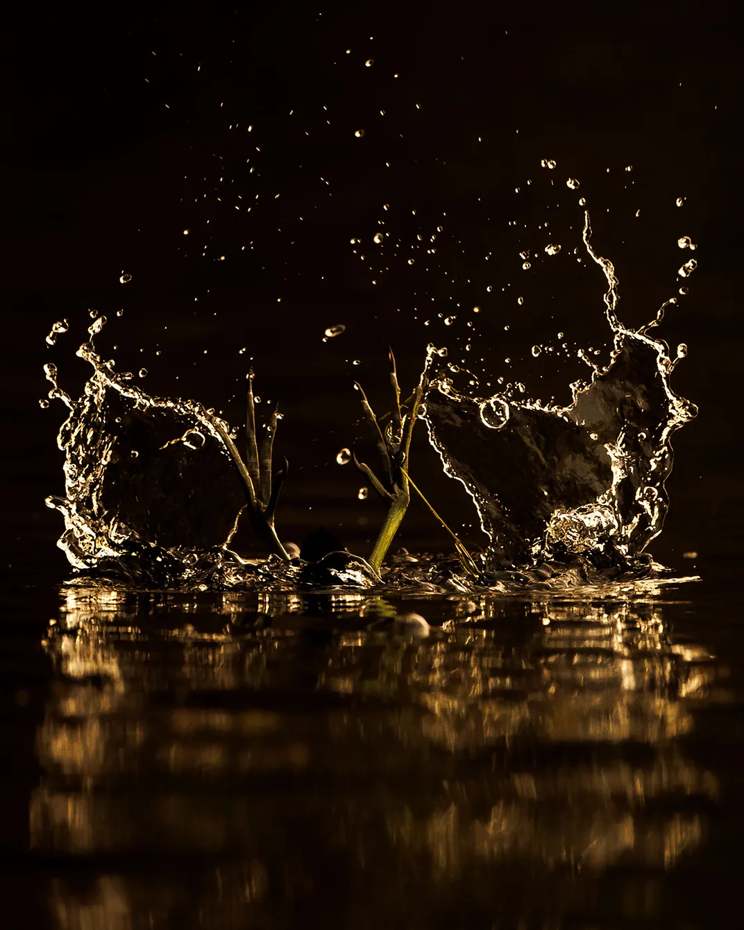 A Common Gallinule’s green feet stick straight out of the surface of water, while its body is submerged and not visible. Splashes of water are outlined in gold against a black background and dark surface, making it difficult to distinguish between the fee