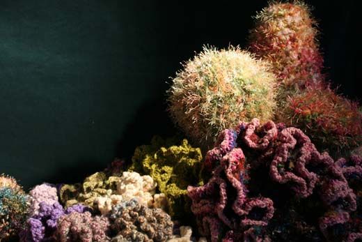 20110520110629NMNH_reef_IMG_0546-copy.jpg