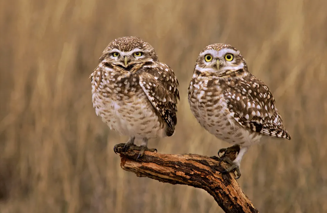 Owls share a tree branch