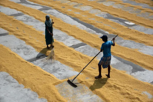 PADDY DRYING thumbnail