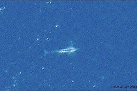A fin whale picked out from satellite imagery