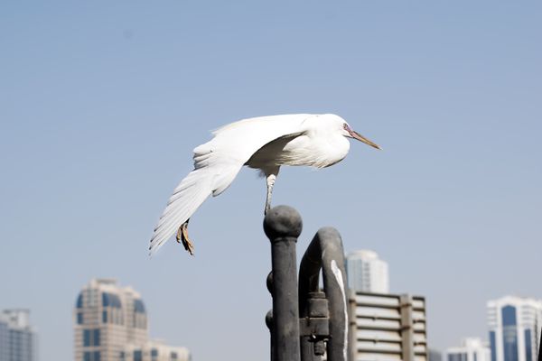 A metro bird performing yoga stretches in full view of the entire city thumbnail