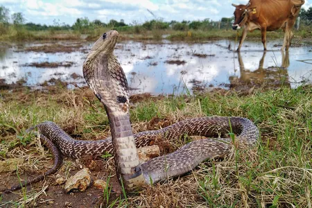 An Indian cobra found in the farmlands of Kanchipuram, India. The country has the highest rate of snakebite deaths in the world.