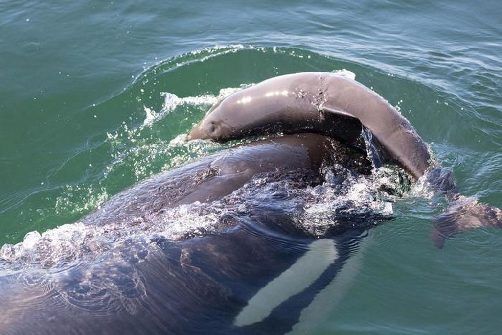 Orca and a porpoise