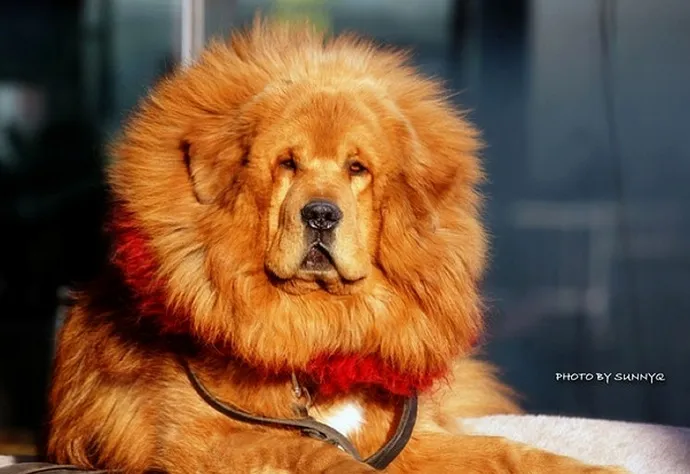 Most expensive dog in the world tibetan fashion mastiff