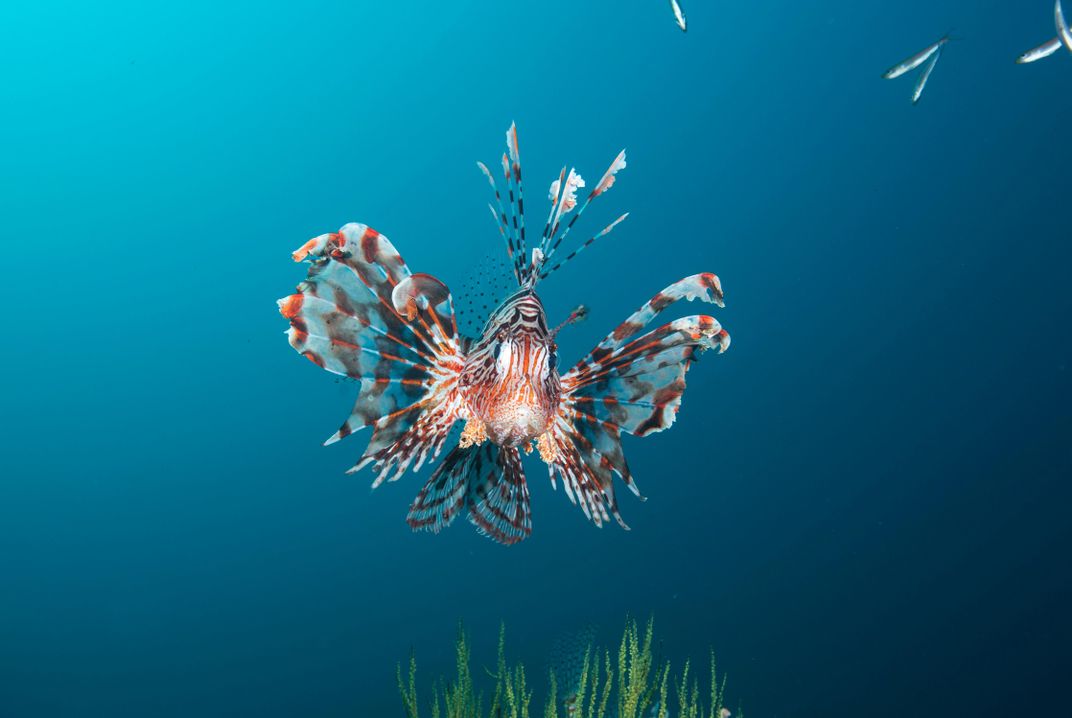 Beautiful lion fish on a coral reef