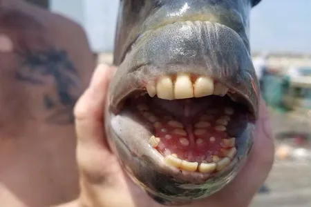 The coastal critter was dubbed the sheepshead fish for the way its mouth resembles the muzzle of a sheep.



