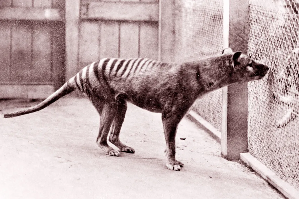 Black and white photograph of striped dog-like animal