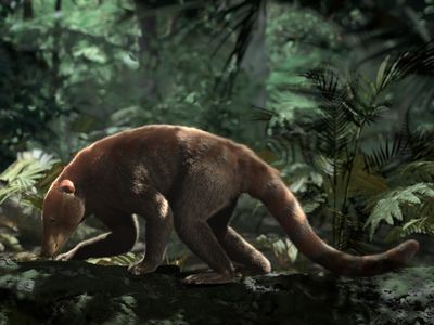 CGI rendering of ancient Loxolophus mammal taken from the PBS NOVA special, Rise of the Mammals. In this recreation, Loxolophus scavenges for food in the palm dominated forests found within the first 300,000 years after the dinosaur extinction.