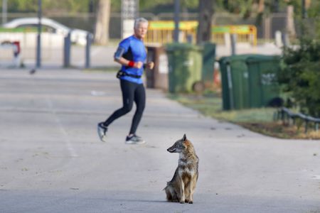 A jackal in Yarkon Park, Tel Aviv, Israel. 