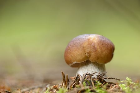 Close-up of a penny bun (Boletus edulis) in a forest.