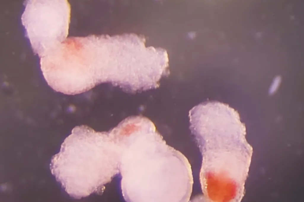 small structures under a microscope