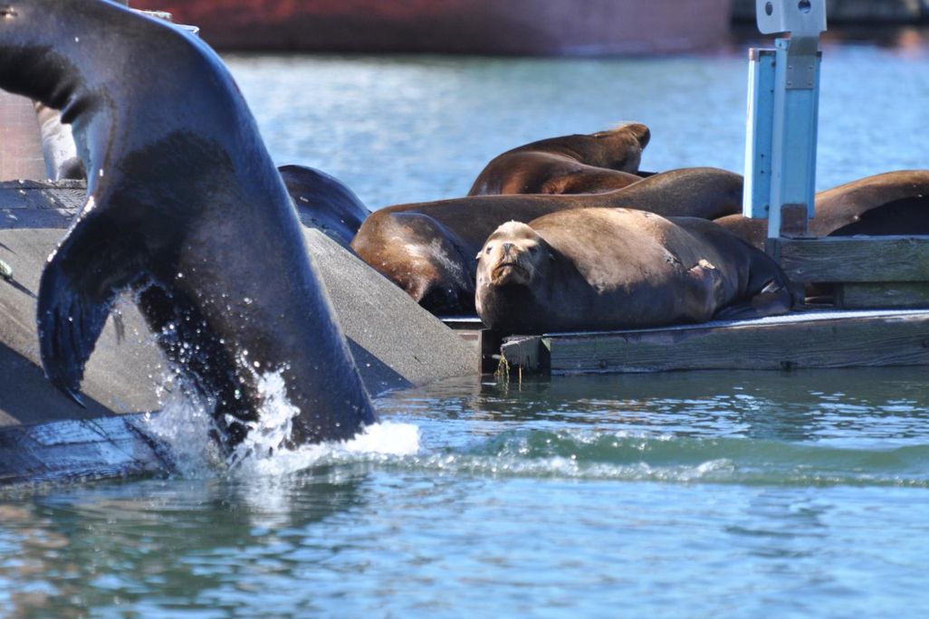 astoria sea lions