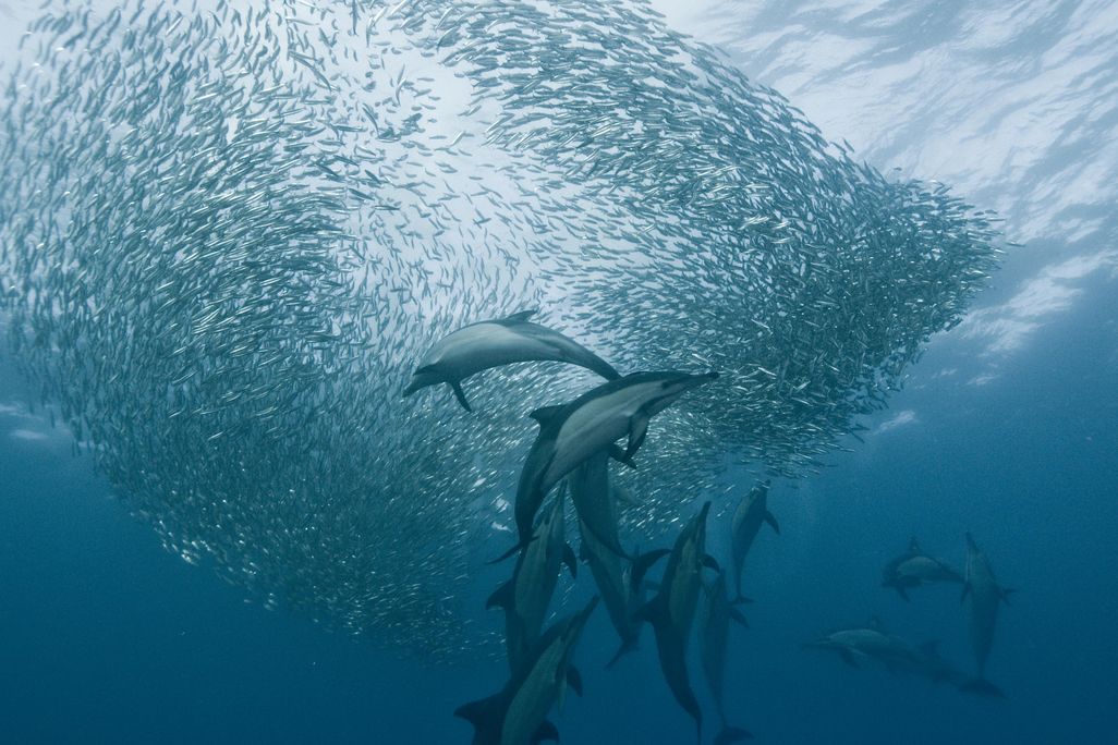 Dolphins corral sardines into a "bait ball."
