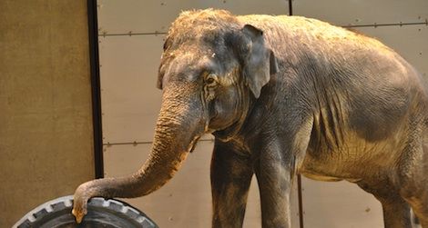 Shanti the Asian elephant