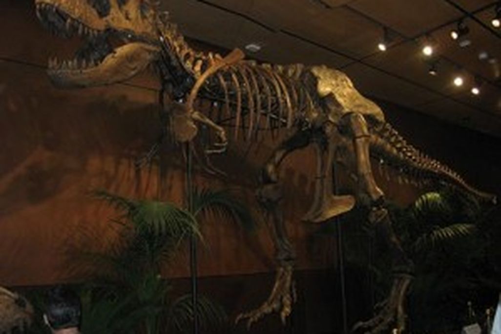 20110520083150Tyrannosaurus-Rex-skeleton-Samson-520-300x237.jpg