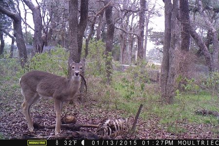 The deer holds the bones in its mouth "like a cigar," the researchers write in their paper.