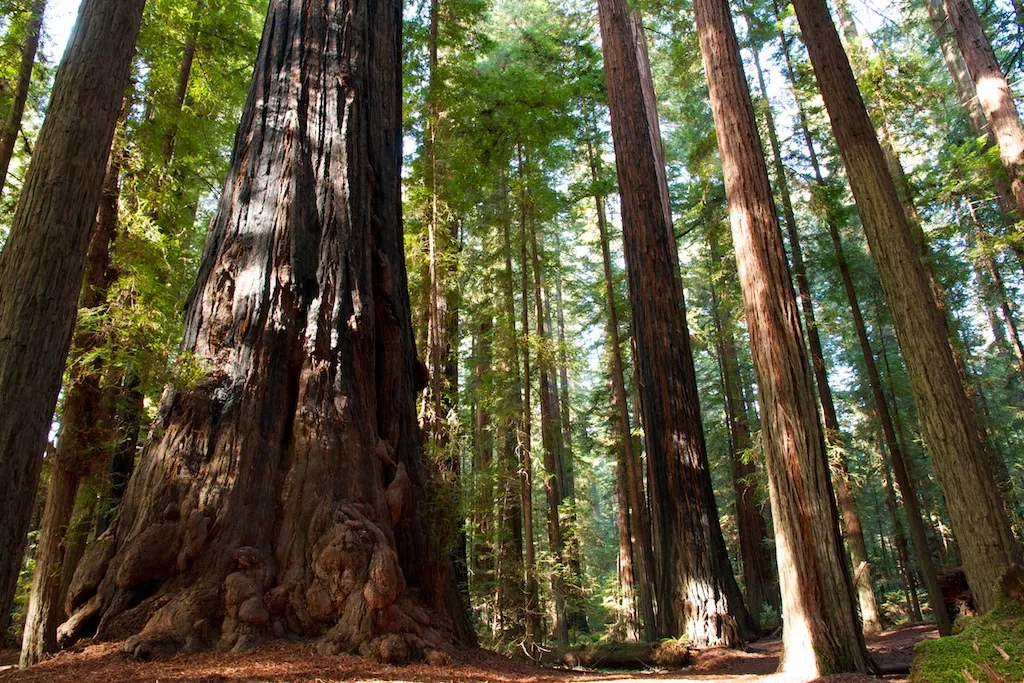 redwoods