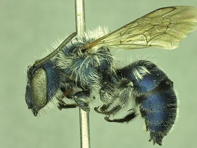 Paratype of Florida's rare blue calamintha bee (male)
