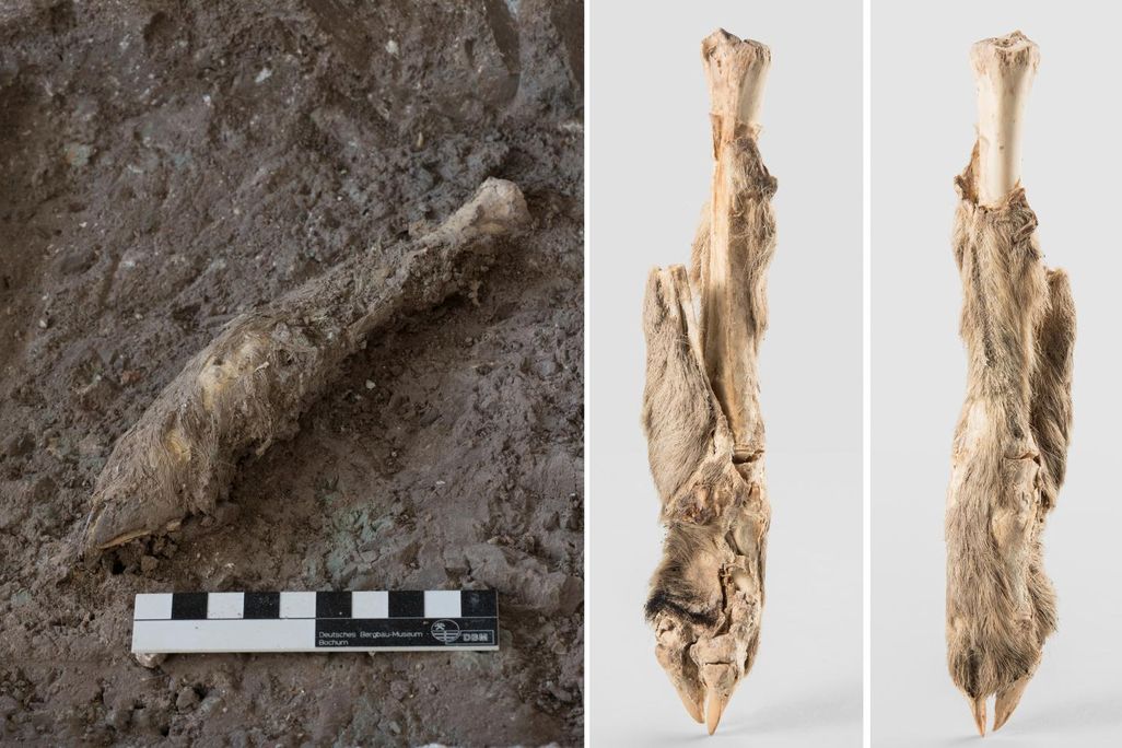 Mummified sheep leg