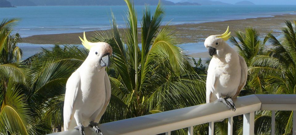  Cockatoos on Hamilton Island 