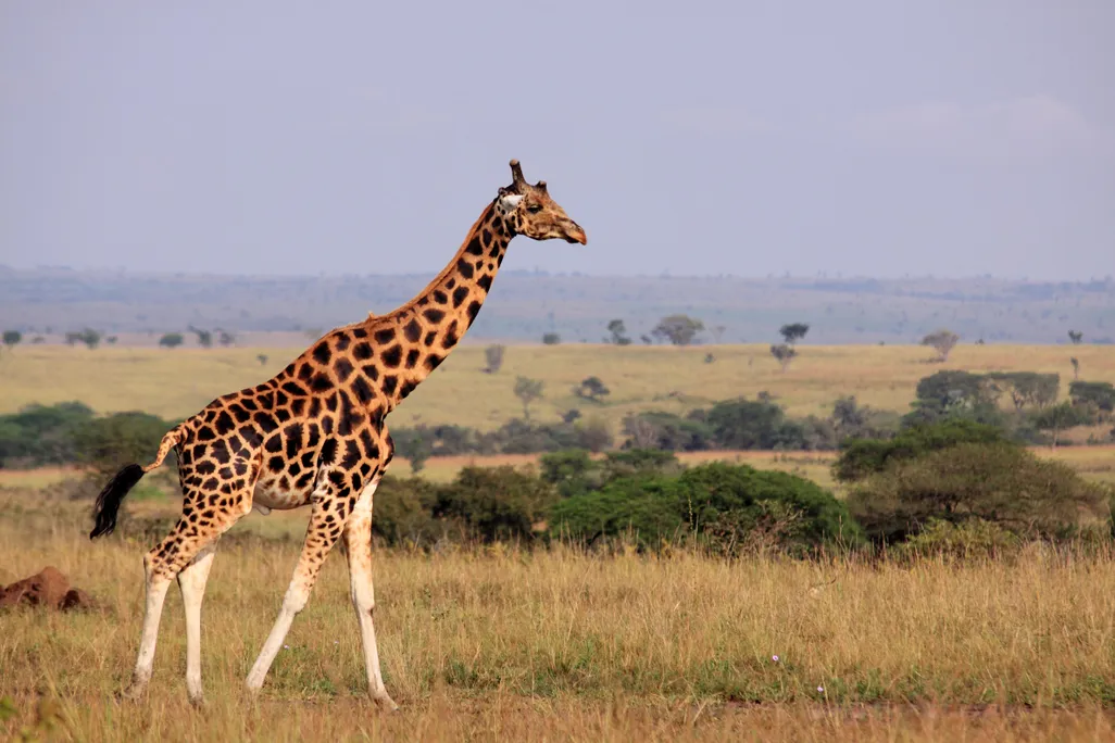 Giraffe Neck