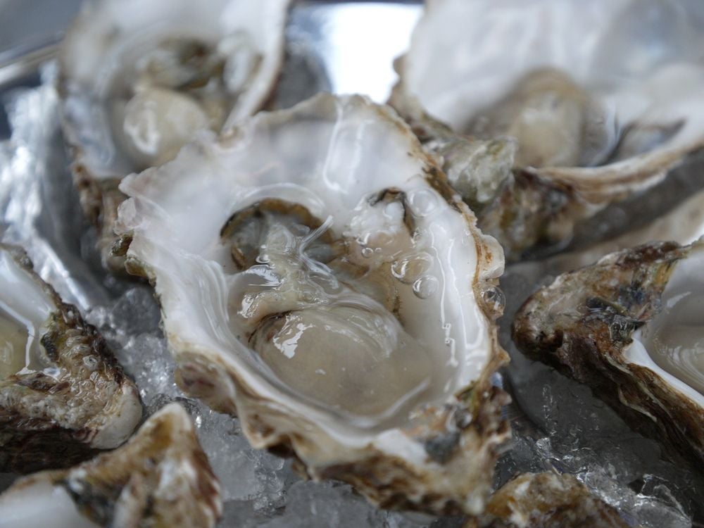 Oysters