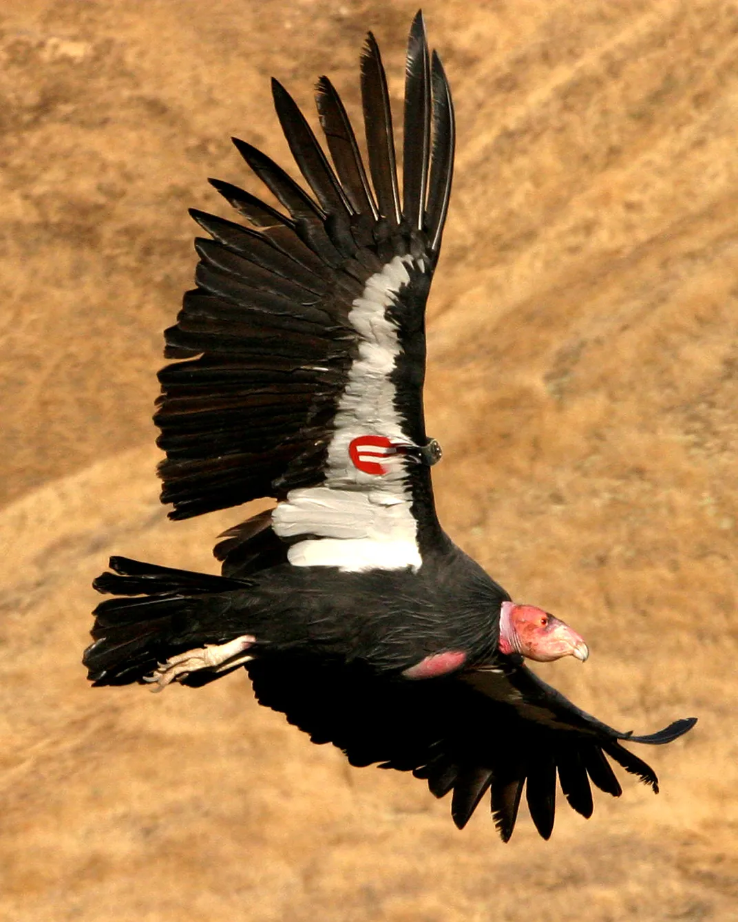 Soaring California condor with tracking device on its wing