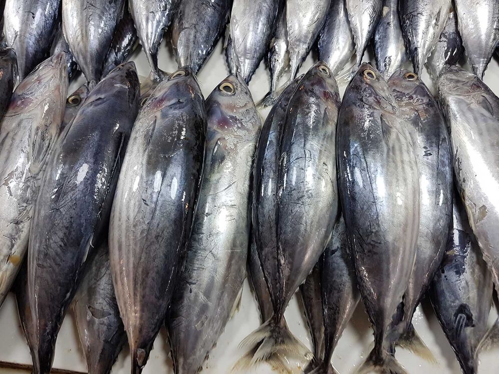 How Will Commercial Fishing Pressure Affect Skipjack Tuna?