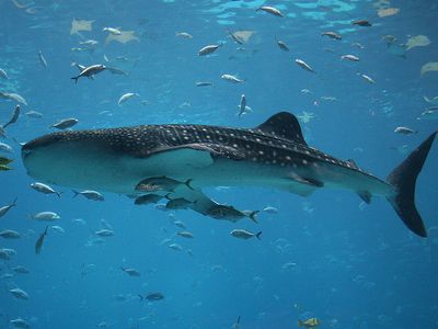 Many marine creatures, including whale sharks, are expect to move closer to the planet’s poles as the ocean waters warm because of climate change.
