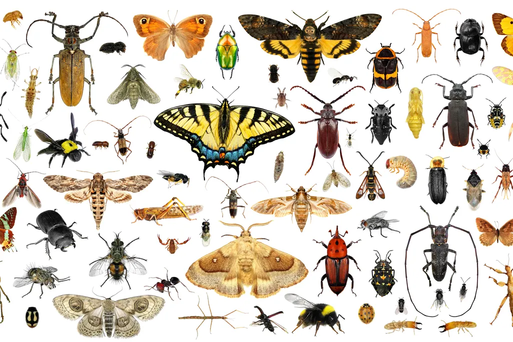 colorful insects displayed on white background